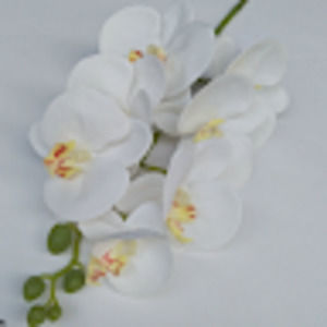 Meet your Posher, Annabelle